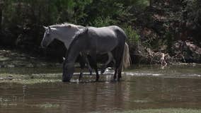 Advocacy group says fencing along Lower Salt River poses danger to wild horses and the public