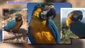 Flower, a macaw that went missing from South Phoenix, has reportedly been found