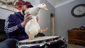 Drumming duck in St. Paul rocks to his own beat