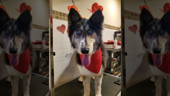 Jubilee, a shelter dog with 'weird' eyes, finds forever home after going viral on Facebook