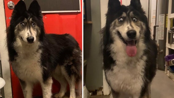Cross-eyed husky Jubilee finds forever home in New Jersey