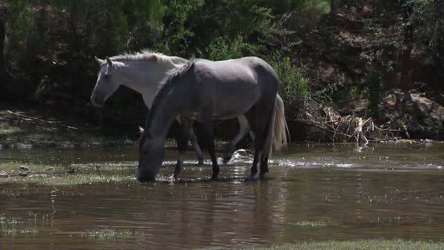 Advocacy group says fencing along Lower Salt River poses danger to wild horses and the public