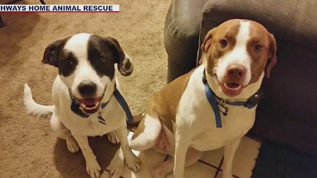 Valley animal rescue hopes to find forever homes for bonded pairs