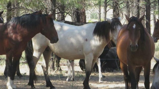 15 wild horses found dead in northern Arizona in less than a week