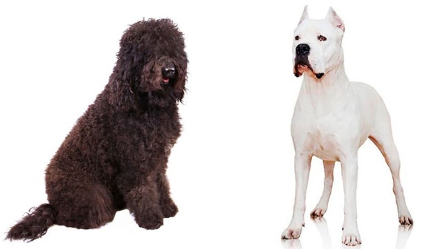 Hello, dogo: 2 new breeds get the American Kennel Club's nod