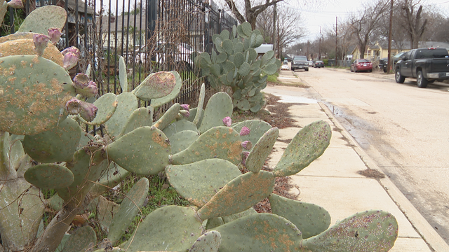 Licensed gun carrier shoots, kills suspect during armed robbery attempt at cookout in Dallas