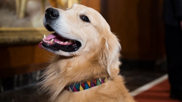Spotify will create the ‘pawfect’ playlist for you to enjoy with your pet