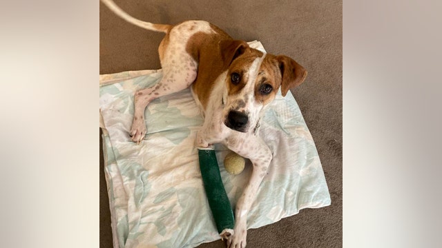 Paco the puppy in need of leg-saving surgery