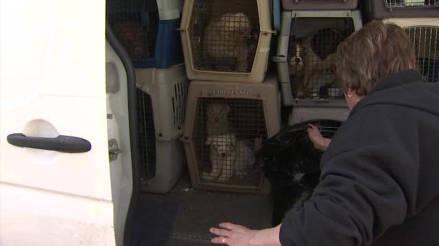 Dogs and puppies arrive in Arizona for medical care after rescue from puppy mill