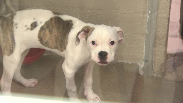 Arizona Humane Society: Several cases of distemper confirmed in the Valley