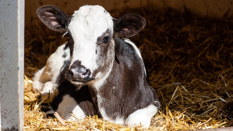 A file image dated April 7, 2019, shows a cow resting on grass in the Netherlands. Deputies said the cow charged at the officer and owner after the bite.
(Photo by Ricardo Hernández/NurPhoto via Getty Images)