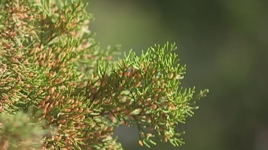 Cedar_fever_0_6552053_ver1.0.jpg