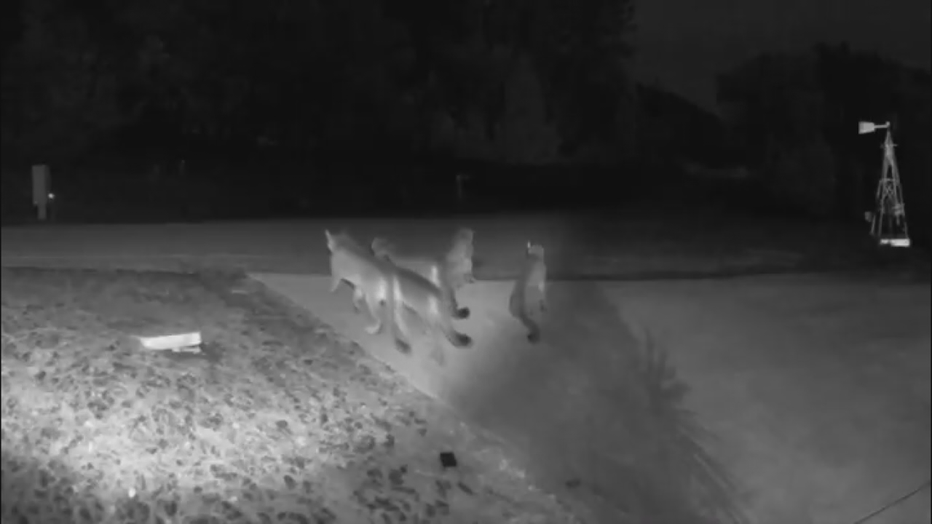 Five California mountain lions were seen together on home surveillance video in a rare gathering of the notoriously solitary big cats.