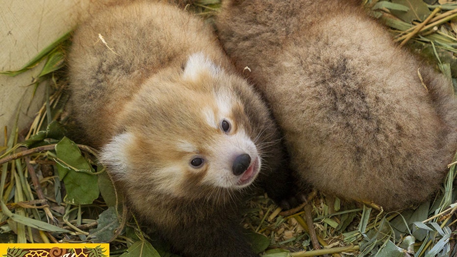 red-panda-cubs-2.jpg