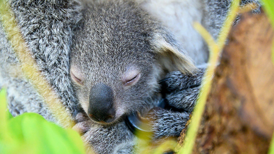 zoo-miami-koala-baby-2.jpg