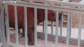 Rhino finishes cross-country journey at Phoenix Zoo