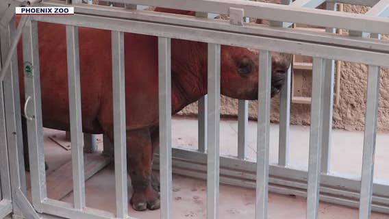 Rhino finishes cross-country journey at Phoenix Zoo