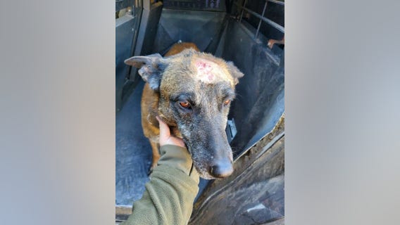 MCSO: K-9 injured during barricade situation in the West Valley; suspect arrested