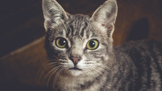 Man charged with hanging cat, sending photos to children