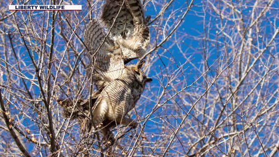 Owl caught up in fishing line rescued from tree in Chandler