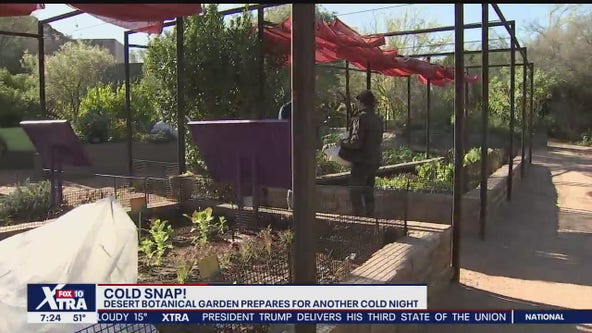 Phoenix's Desert Botanical Garden prepares for possible freezing temperatures
