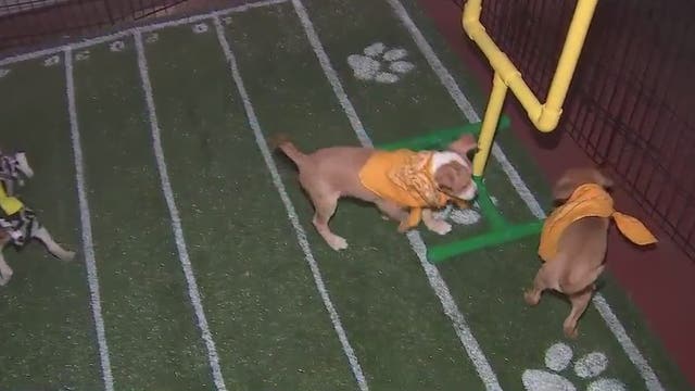 Phoenix shelter hosts Puppy Bowl with puppies available for adoption