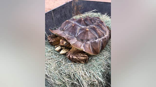 Tortoise left for dead being nursed back to health by Phoenix Herpetological Society