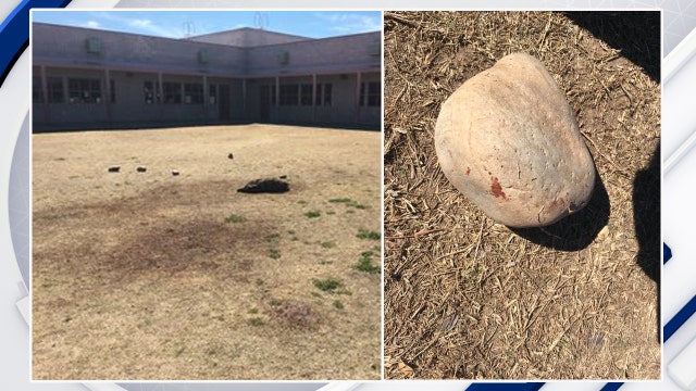 Reward offered in stoning death of javelina at Tucson school