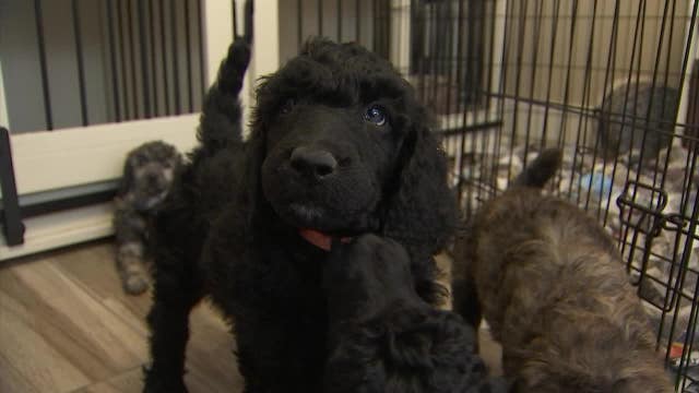 Online searches for poodles double after poodle wins Best in Show at Westminster