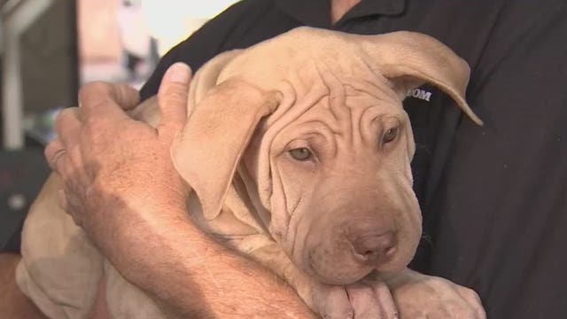 Puppies left in burning truck at Mesa gas station find new forever homes