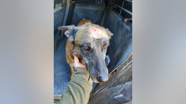 MCSO: K-9 injured during barricade situation in the West Valley; suspect arrested