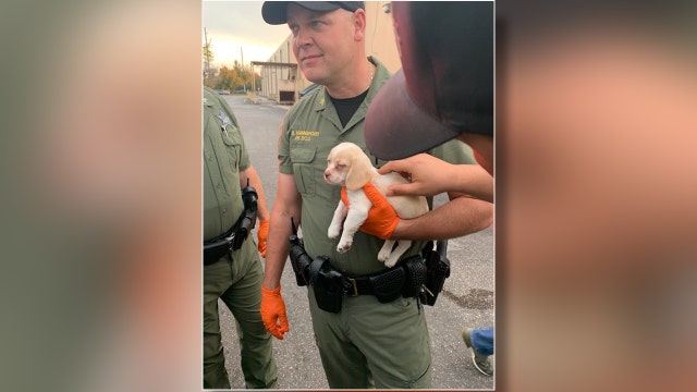 HCSO: Shoplifter stole from Bass Pro Shops with puppy in hand