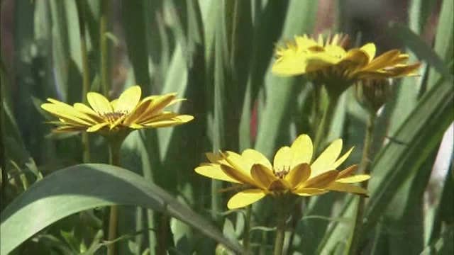 Blooming flowers signal tough times ahead for allergy sufferers
