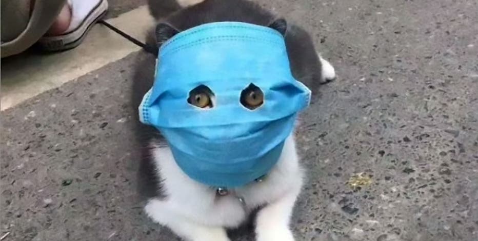 Orange Kitty Cat Furry Face Mask - Animal masks