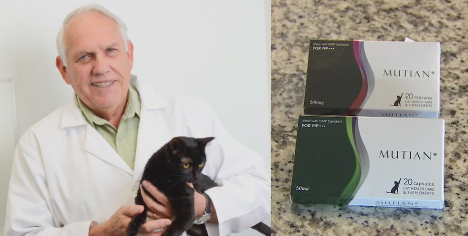 Feline Coronavirus Treatment Could Stop Spread Of Covid 19 In