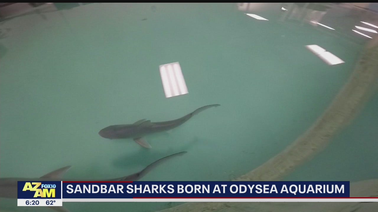 Community Cares: OdySea Aquarium welcomes birth of baby sharks