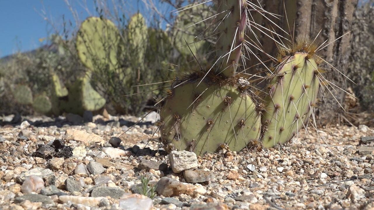 Dozens of Arizona's iconic cactuses are being illegally dug up ...