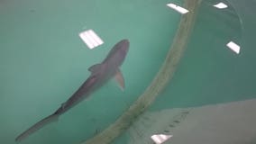 Community Cares: OdySea Aquarium welcomes birth of baby sharks