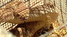 Rattlesnakes coming out of hibernation thanks to rising temperatures in the Valley