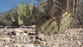 Dozens of Arizona's iconic cactuses are being illegally dug up and sold across the world