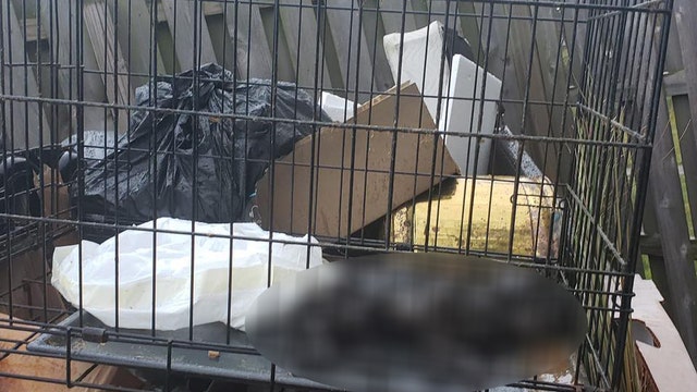 Security footage catches suspect leaving dead dog in dumpster