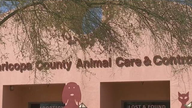 Maricopa County Animal Care and Control is at max capacity with 700 dogs and cats