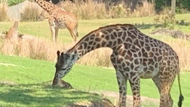 Wild Florida drive-thru safari park remains open during coronavirus shutdowns