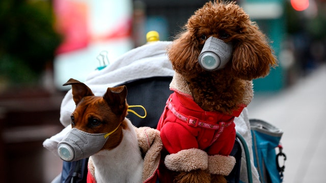 First dog to test positive for coronavirus dies