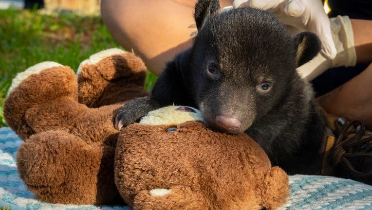 Orphaned Bear Cub 3