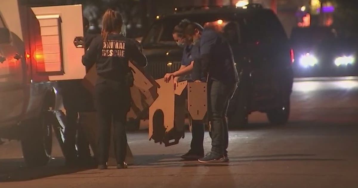 Phoenix Police: Over 200 roosters seized in cockfighting sting | FOX 10 ...