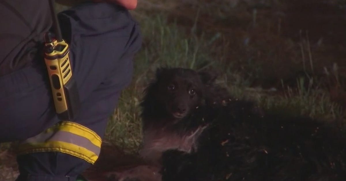 Phoenix firefighters treat dog following house fire | FOX 10 Phoenix