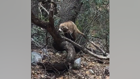 Elderly woman, dog attacked by rare coatimundi at Coronado National Memorial