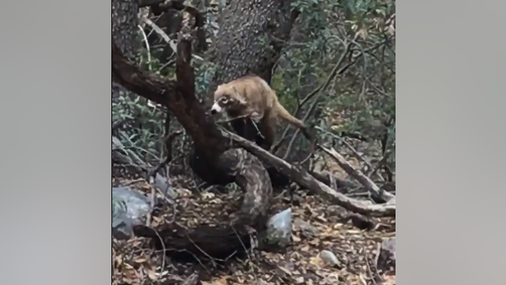 Elderly woman, dog attacked by rare coatimundi at Coronado National Memorial