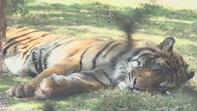 New York tiger contracts COVID-19 from a human, vet says it can happen to house cats too